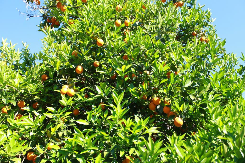 Safir לינה וארוחת בוקר